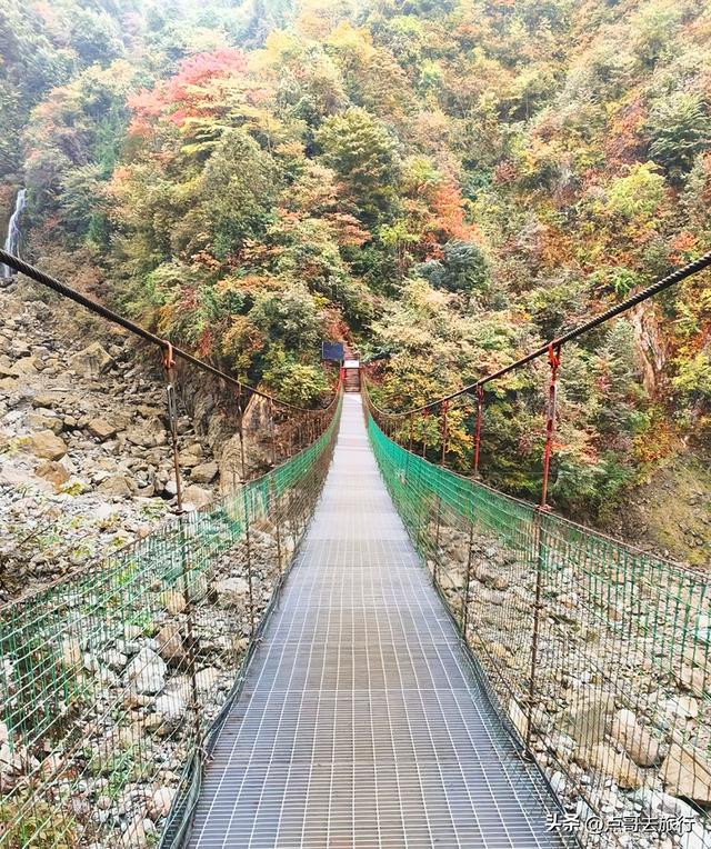 成都彭州的魔幻彩林，都不要门票！壮观、唯美、浪漫，无不惊艳！