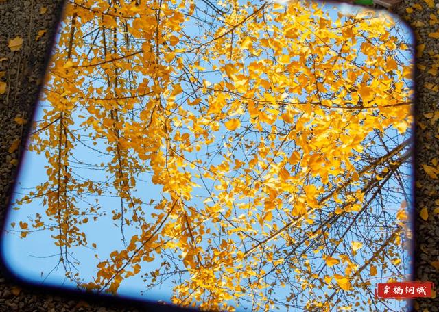 是心动啊~落叶缓扫 留住钢城限定版诗意