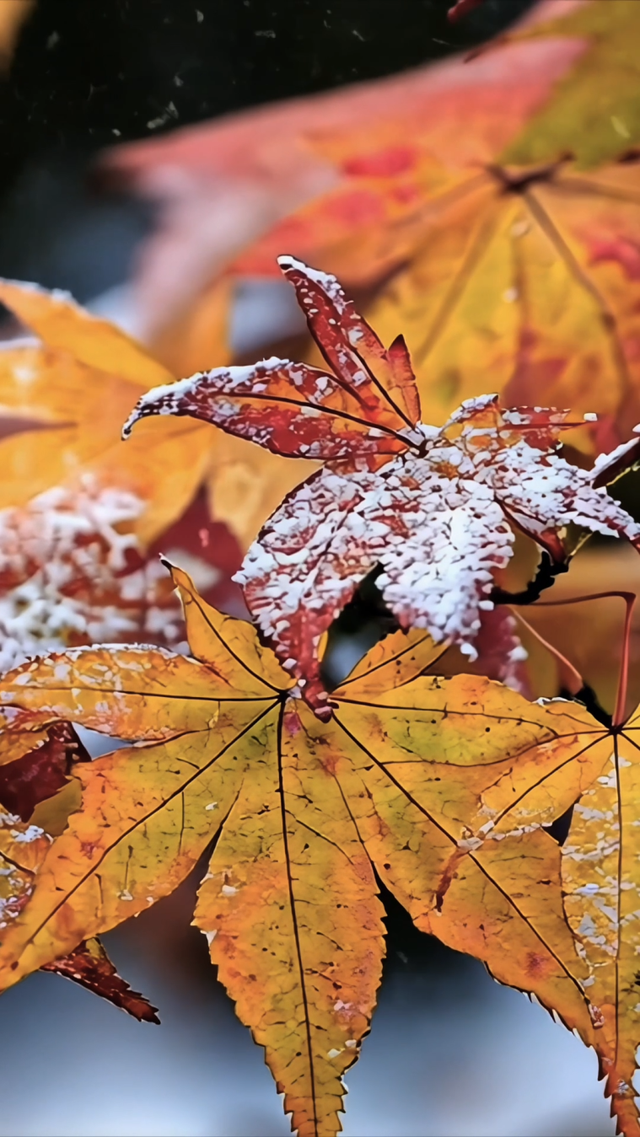 大寒雪落，我们陪你“慢下来”