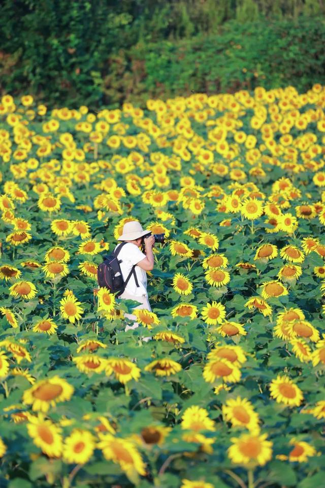 快看花开了！惊艳震撼！这么一大片！就在日照这里！
