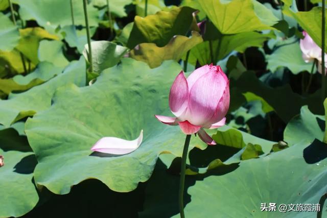 每日一村:霞坪村——荷香漫谷的畲乡秘境,诗画交织的夏日桃源