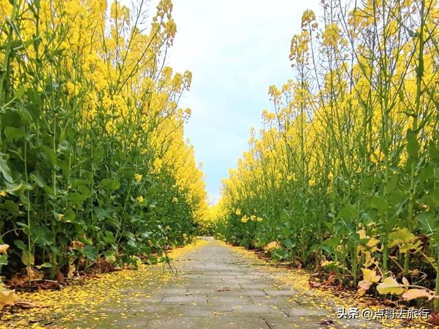成都还开通这样的地铁线，真佩服！难怪旅游的人都往这里跑！