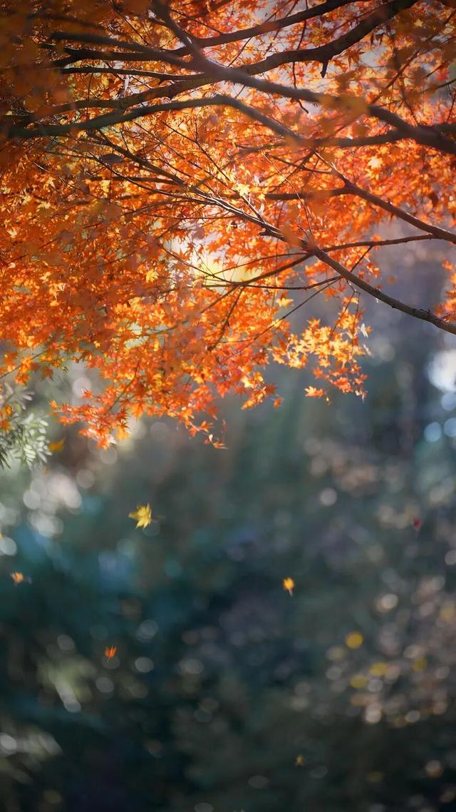 此时的太仓，美到心尖上！