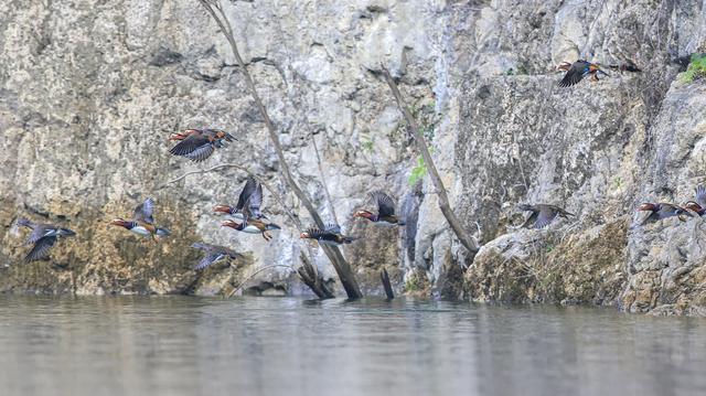 贵州铜仁：天生桥大峡谷迎来越冬鸳鸯