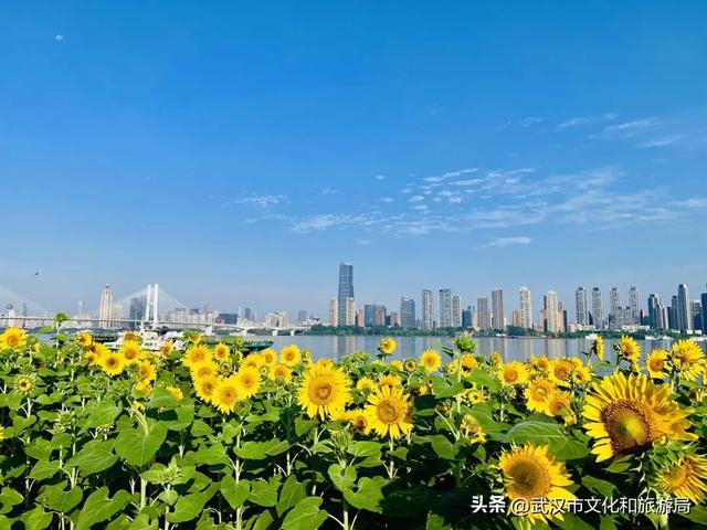 武昌花海又上新，美得很治愈！