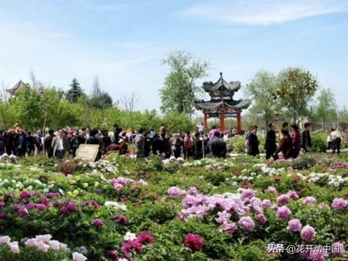 世界上最大牡丹园藏在中国 品种比你想象的多100倍
