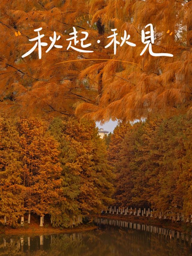 走进盐渎公园，闯进水杉林的秋日童话🍂