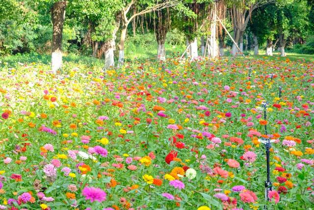 邂逅秋日烂漫：丰泽这片花海美丽绽放，就藏在……