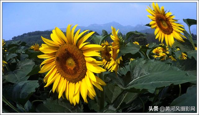 太行深处向阳花