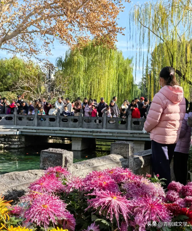 趵突菊韵 锦绣泉城