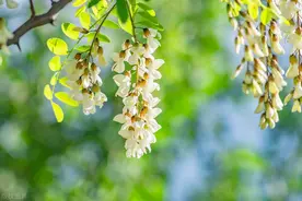 维生素 C 是苹果的 10 倍！这 槐 花，还有啥吃法？图片