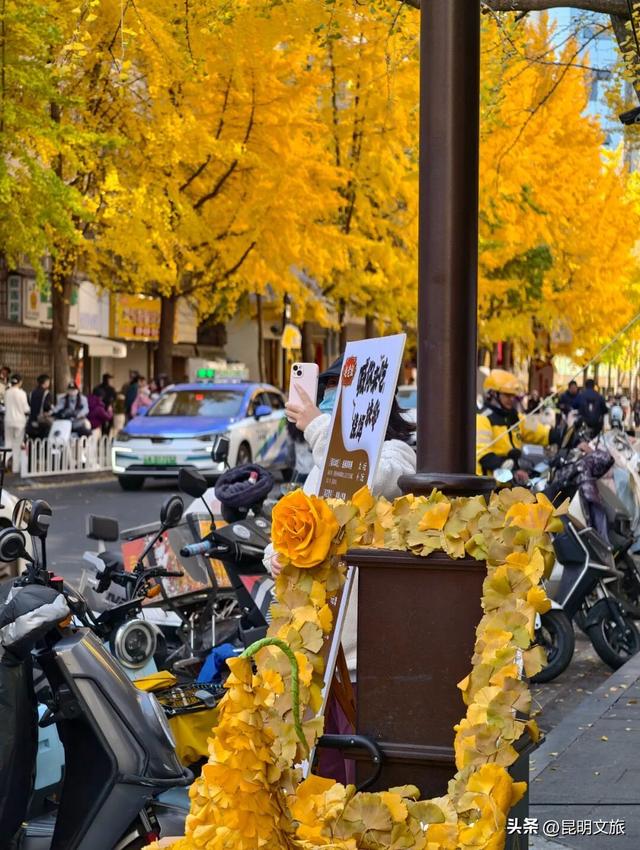 美爆！美爆！超全攻略！超出片！🤳昆明银杏黄金倒计时，抓紧时间冲~