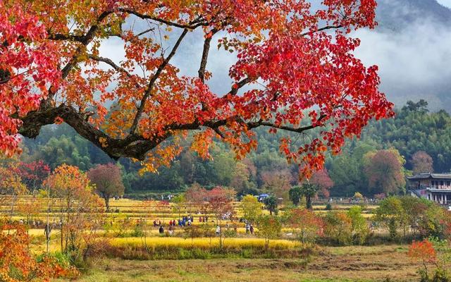 秋韵黟川·山水秘境颐养之旅 | 皖美秋日