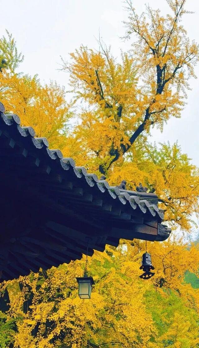 顶流回归！西安5个绝美银杏打卡地！