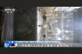 空间站“鱼航员”最新画面：肚皮朝上翻翻，在太空游的找不着北了图片