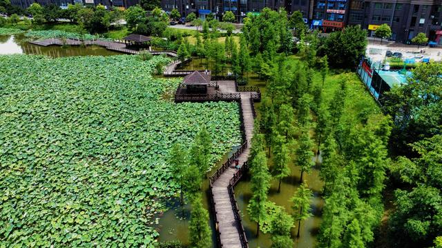 一眼惊艳！桂林夏日限定浪漫“荷”你有约！