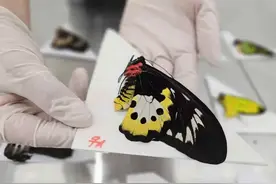 旅客违规携带39个蝴蝶标本被查，经鉴定全是濒危物种！图片