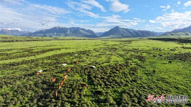 【镜观陇原】祁连山下铺金色 山丹马场处处景