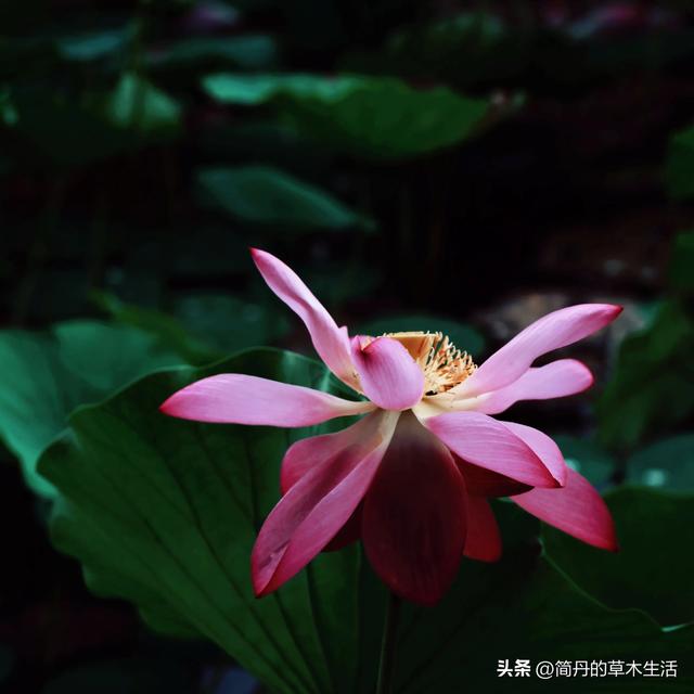 骑上我的小毛驴去遛弯