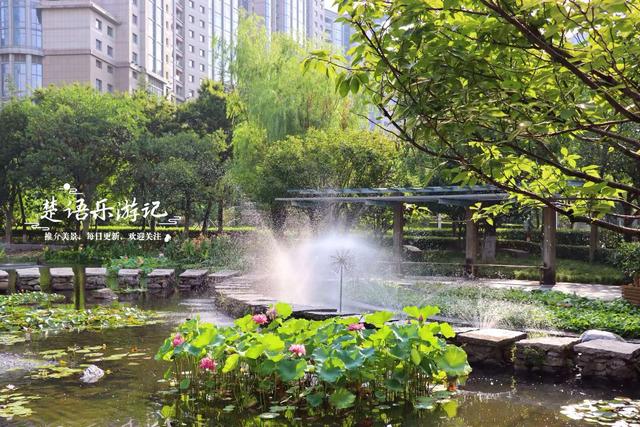 浙江宁波城区发现一处风景，小巧清幽但满池荷花，好有诗情画意