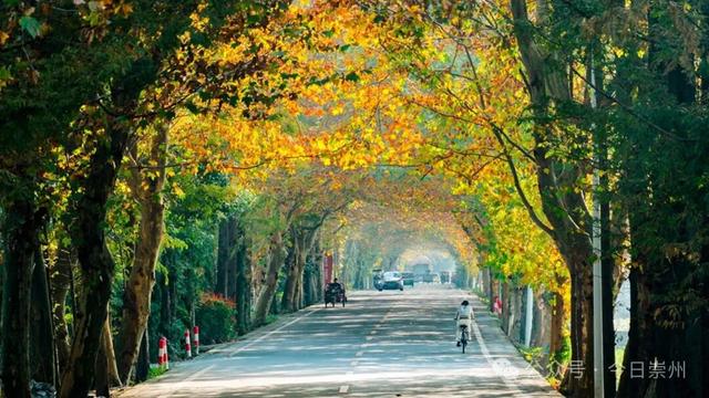 出片率100%！为崇州这些高颜值路连发三天朋友圈！