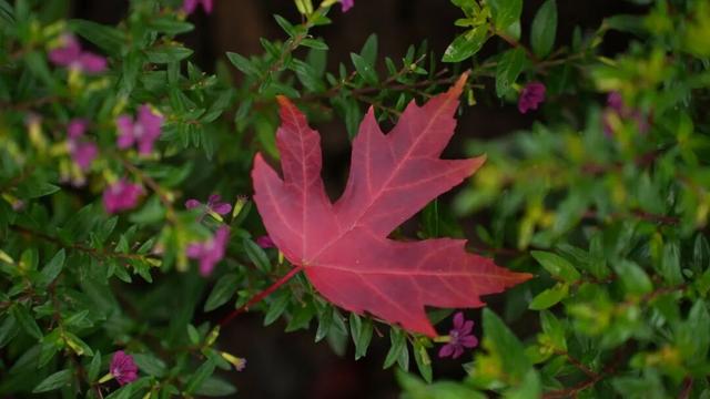 捡秋，在千年古城里体验“寻宝”游戏