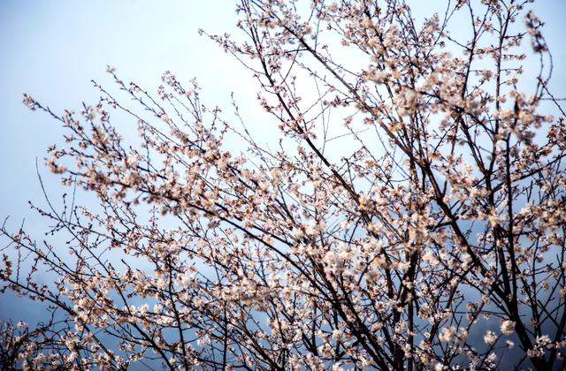广元不远 周末优选 | 赏花这件事，放心来剑阁就对了！