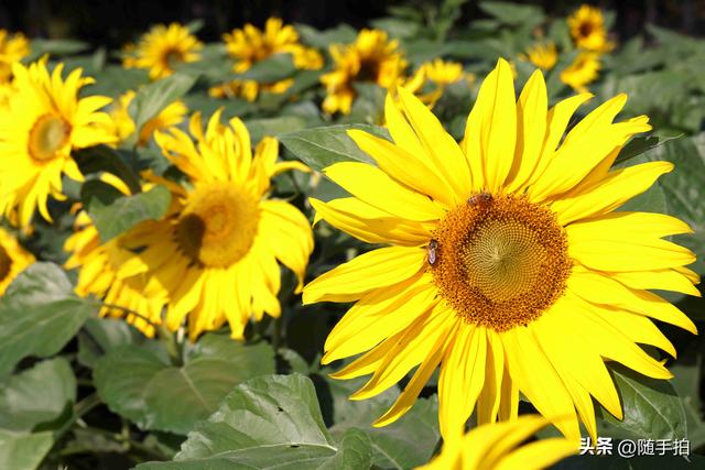 出站即入画，江苏苏州花桥地铁站向日葵花海浪漫触手可及