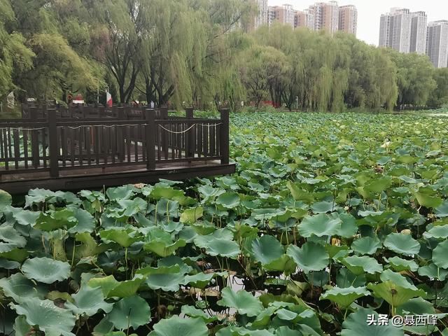 湖岸风光:秋菏