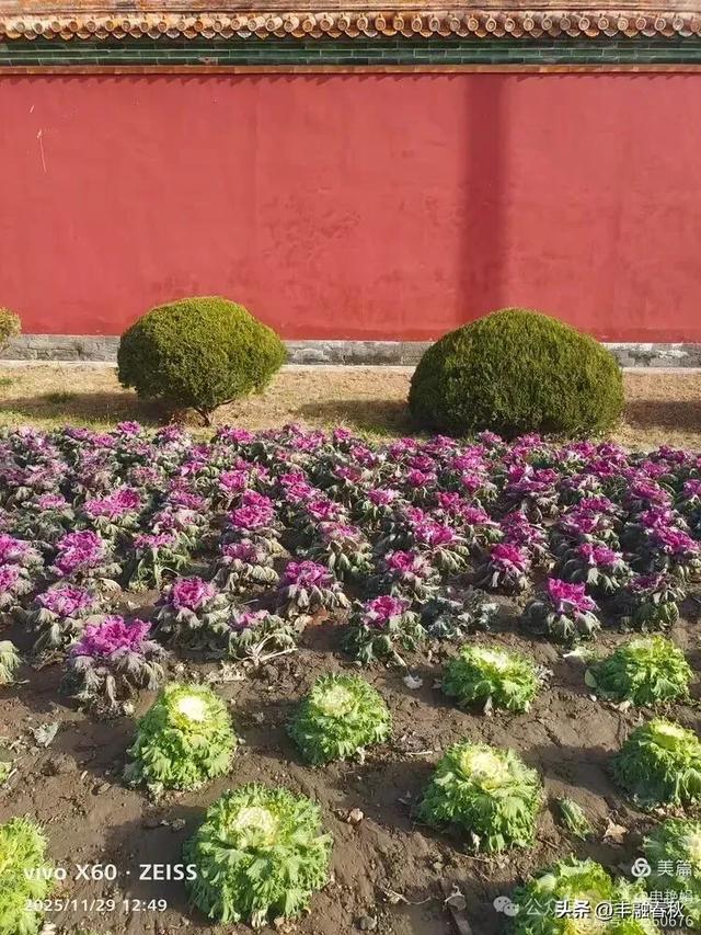 北京景山公园羽衣，冬园锦色｜申艳娟