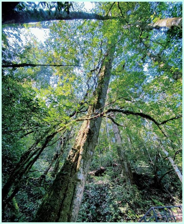 逃离人潮踏青 偶遇绝美秘境 这份五一屏边小众游攻略让你惊艳朋友圈