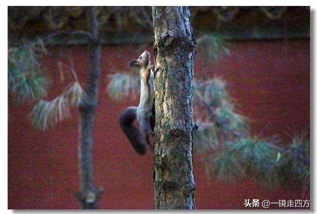 沈阳东陵郊野公园“精灵”出没