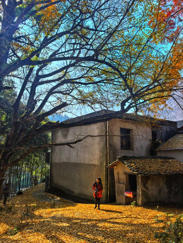 后叶村的古银杏浅唱低吟