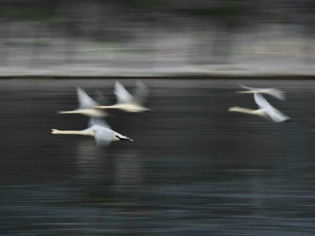 伊宁天鹅泉湿地公园：冬日里的生态诗画