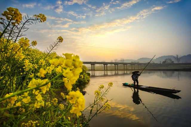 春暖花开！邛崃油菜花海已上线