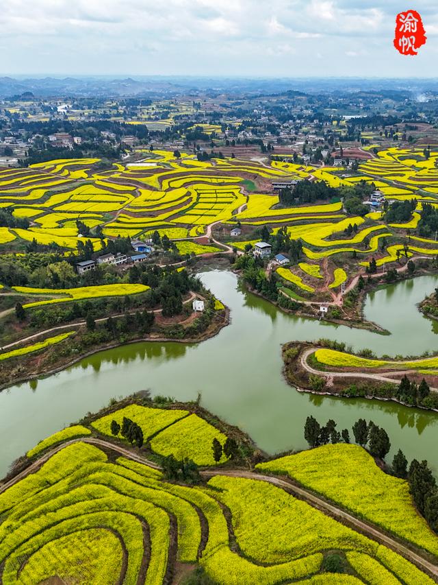 重庆，你糊涂呀！这么美的油菜花海都不宣传，感觉比云南罗平还美