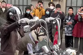 上海富二代，开价值200万的哈雷机车，前面的宠物都穿定制的西装图片