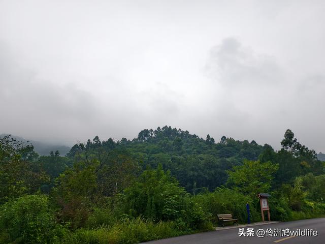 成都徒步（69）·彭州篇⑯法藏寺环线（桥断未走通）