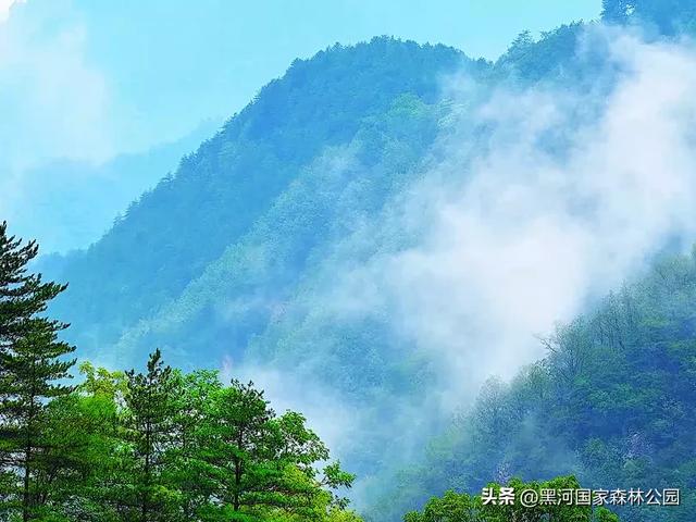 云海翻涌,薄雾缭绕,在黑河山间邂逅“山林仙境”