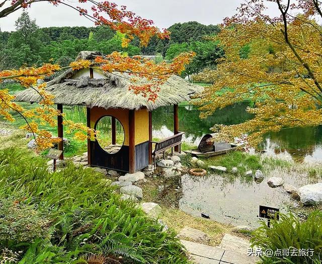 成都市区4大枫叶观赏地，彩林超惊艳，都不要门票，公交车可达！