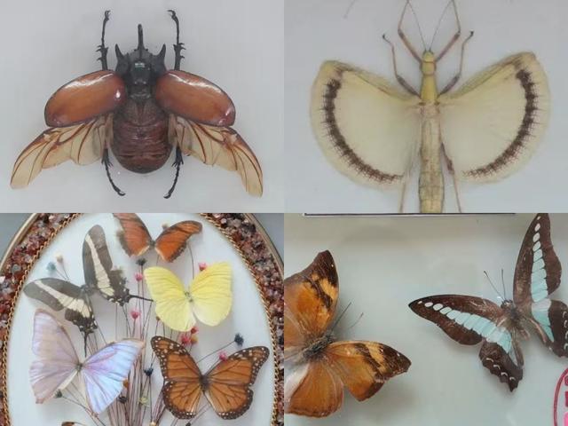 文旅临沂提醒！2026年免费、优惠福利来了！！