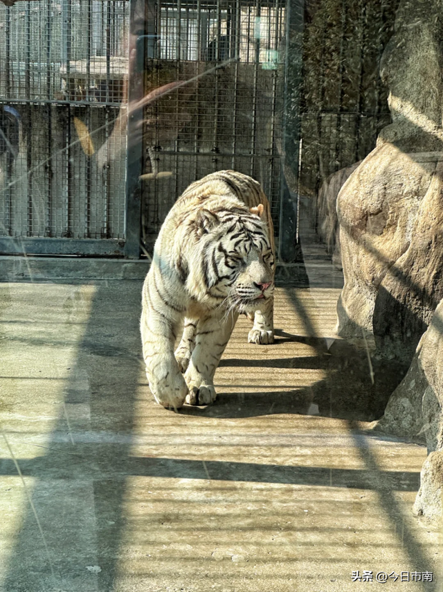 来市南，看虎界“刘亦菲”！与“神奇动物”零距离～