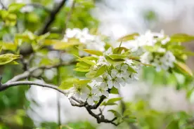 吴江宝藏踏青地，都在这里了！图片