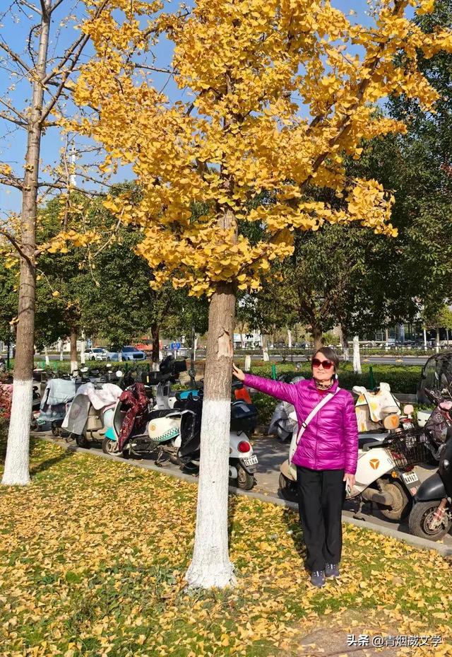 盘龙悠远银杏黄 水中学友情谊长