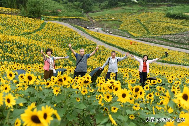 六盘水明湖百余亩花田盛开引游客赏花入画来