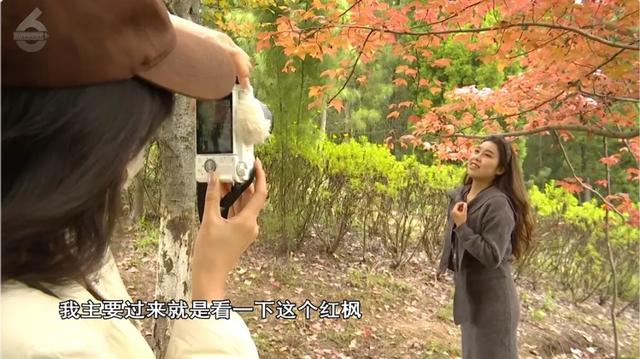 200亩枫海,11月初红艳上线!快来这里赏 “秋日大片”~