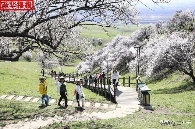 新疆伊犁：那拉提杏花绽放在山谷