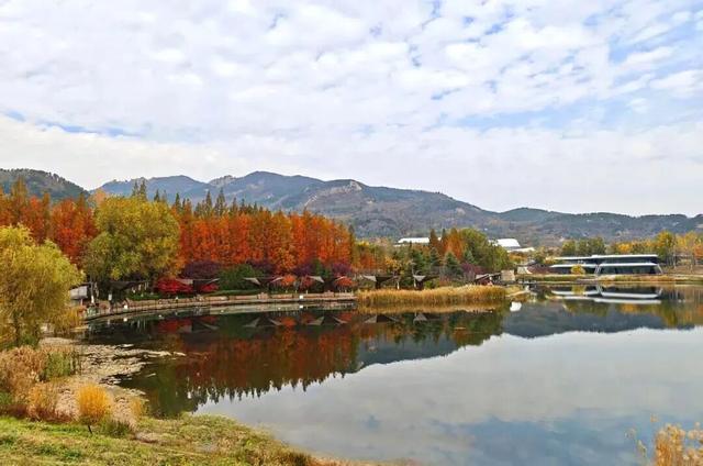 这个冬天，被山东这片红色“暖”到了！