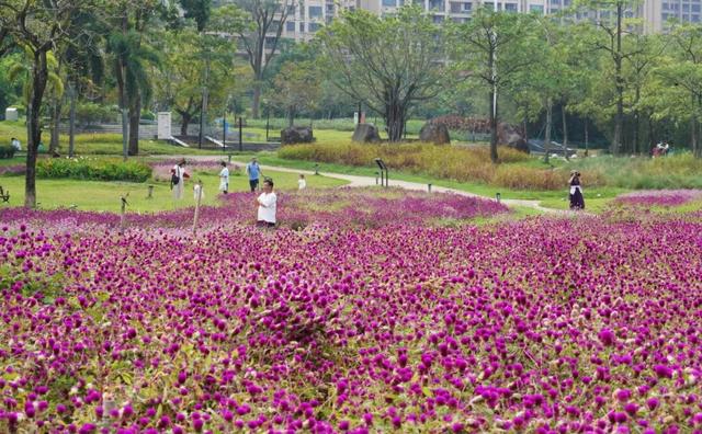 在多彩花海间，邂逅湛江的浪漫初冬！