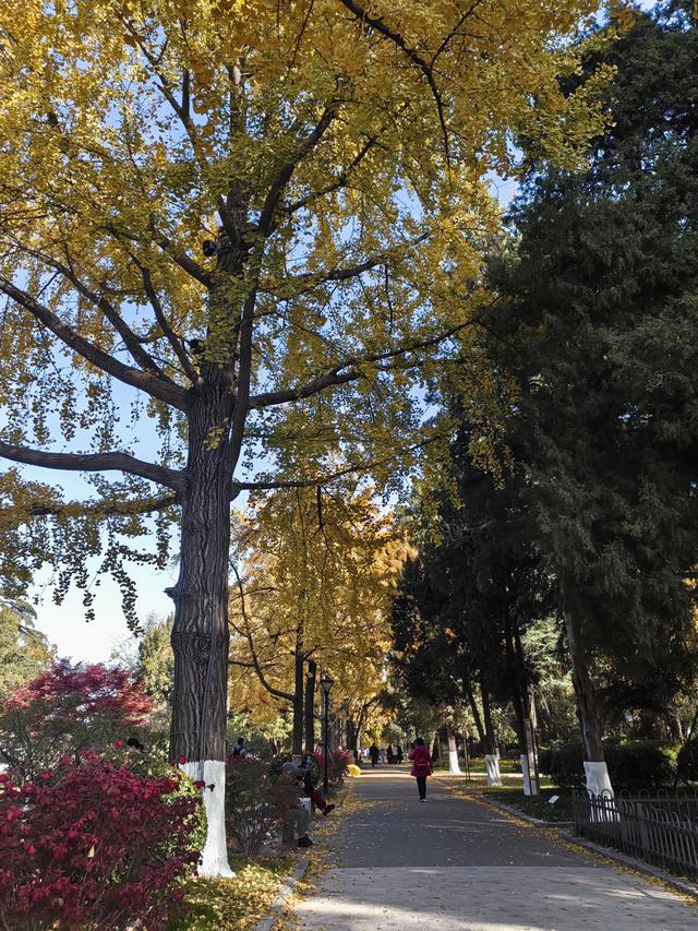 碧云天，黄叶地。秋色连波，波上寒烟翠一一玄武湖银杏迟